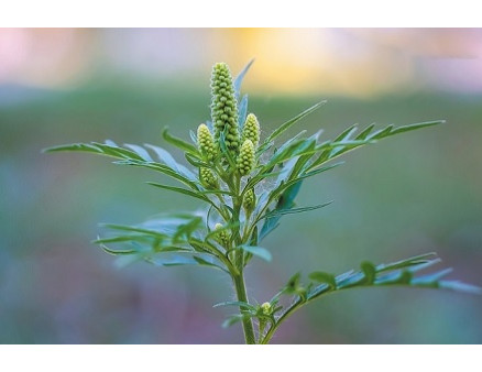 Як позбутись амброзії в себе на ділянці?