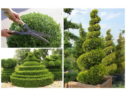 Как правильно обрезать тую?