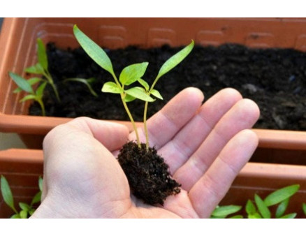 Як правильно здійснювати пікірування розсади?