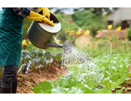 Как правильно поливать огород в жару? Как правильно поливать огород в жару?