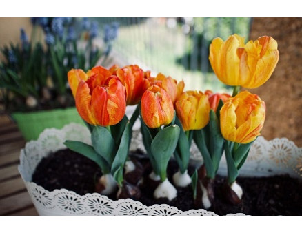 Как правильно сажать тюльпаны весной?