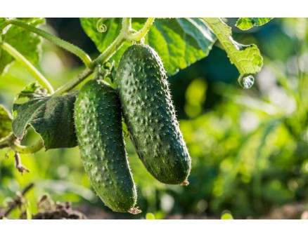 Как продолжить плодоношение огурцов? Как продолжить плодоношение огурцов?