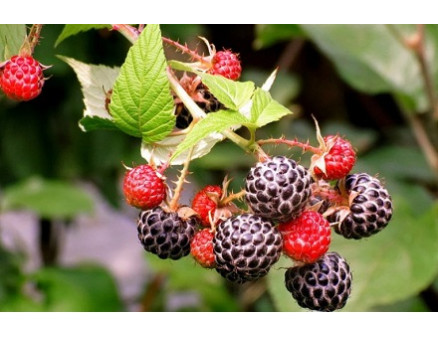 Как ускорить созревание ежевики