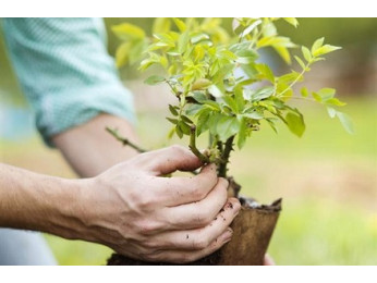 Как правильно сажать саженцы плодовых деревьев? Инструкция для новичков и не только