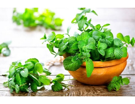 Как вырастить мяту у себя дома? Как вырастить мяту у себя дома?