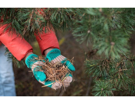 Как можно использовать хвойный опад в саду и огороде?