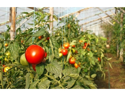 Как правильно выращивать помидоры в теплице