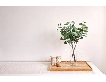 Как вырастить эвкалипт в Украине? Как вырастить эвкалипт в Украине?