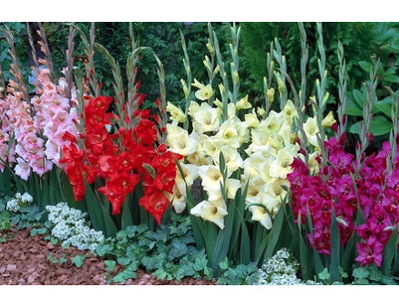 Как выгнать гладиолусы в теплице Как выгнать гладиолусы в теплице