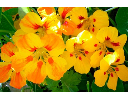 Как вырастить настурцию из семян?