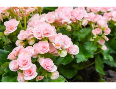 Как вырастить бегонию из семян?