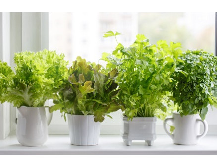 Как вырастить зелень на балконе? Как вырастить зелень на балконе?