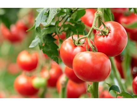 Как высаживать помидоры так, чтобы их не пикировать