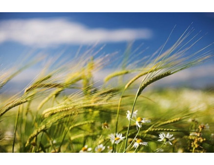 Как защитить свой сад и огород от ветра?