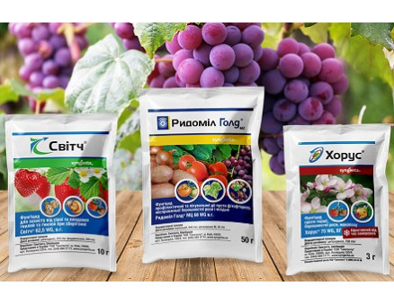 Как защитить виноград от болезней? Календарь обработки растений Как защитить виноград от болезней? Календарь обработки растений