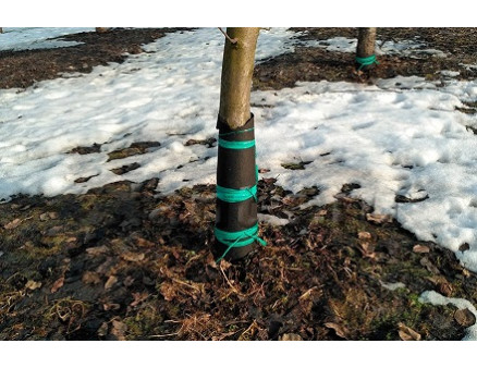 Как предотвратить появление вредителей в зимней мульче? Как предотвратить появление вредителей в зимней мульче?