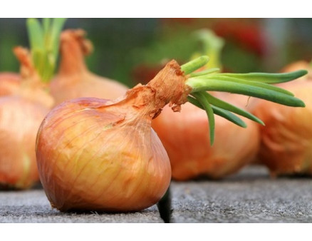 Как хранить сеянку, чтобы она не портилась и не прорастала? Как хранить сеянку, чтобы она не портилась и не прорастала?