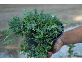 Технология посадки можжевельника на участке 