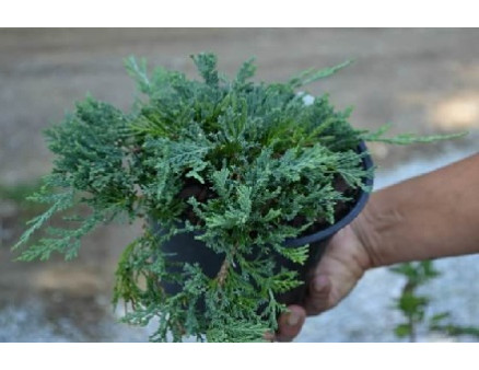 Технология посадки можжевельника на участке Технология посадки можжевельника на участке