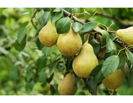 Защита груши на приусадебных участках