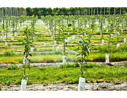 Закладка плодового сада: как посадить деревья без ошибок