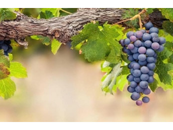 Залізний купорос при догляді за виноградом. Що потрібно знати?