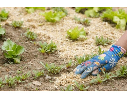 Применение опилок на огороде и в саду