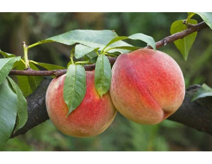 Сохраняем персики от болезней и вредителей Сохраняем персики от болезней и вредителей