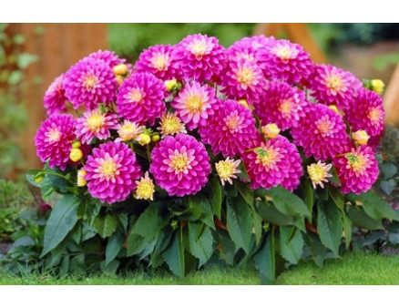 Лучшие советы для черенкования георгин Лучшие советы для черенкования георгин