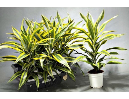 Желтеют и опадают листья на драцени: Что делать?