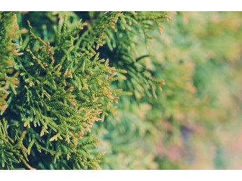 Желтеет туя: в чем причина и как помочь ей?