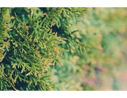 Желтеет туя: в чем причина и как помочь ей?