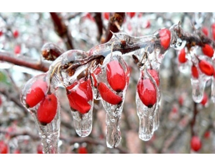 Оледенение в саду. Чем оно опасно? Оледенение в саду. Чем оно опасно?