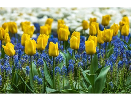 7 луковичных, которые стоит посадить этой осенью 7 луковичных, которые стоит посадить этой осенью