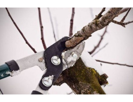 Все, что вы хотели знать о зимней обрезке Все, что вы хотели знать о зимней обрезке