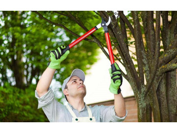 Санитарная обрезка кустов и деревьев: особенности, сроки.