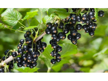Польза черной смородины и ее лечебные свойства