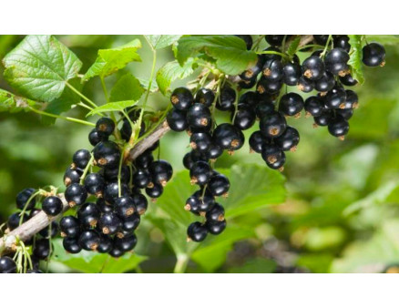 Польза черной смородины и ее лечебные свойства Польза черной смородины и ее лечебные свойства