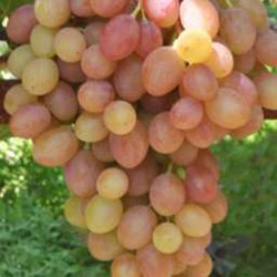 Столовые сорта винограда. Посмотреть каталог Столовые сорта винограда. Посмотреть каталог