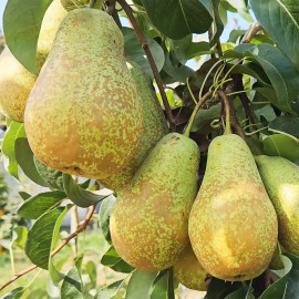 Саженцы груши зимней сорт Стрийська, подвой ВА-29