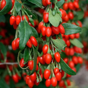 Годжи сорт Суперфрут 1 летний, конт. P9