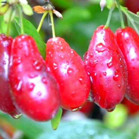 Кизил сорт Світлячок, підщепа кизил дикий