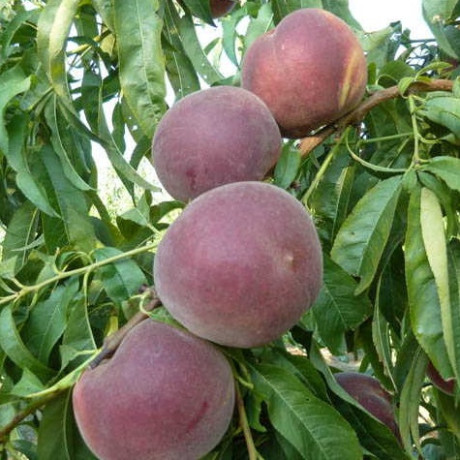 Персик поздний сорт Свит Дрим, подвой миндаль