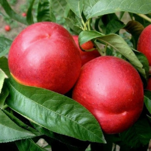 Нектарин сорт Свит Леди, подвой миндаль Нектарин сорт Свит Леди, подвой миндаль