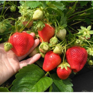 Полуниця сорт Сибілла в касетах, 45 осередків