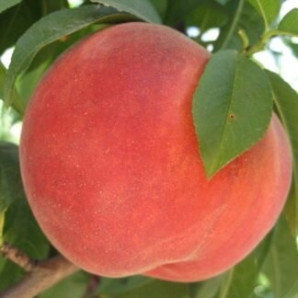 Персик поздний сорт Симфония, подвой маньчжурский персик Персик поздний сорт Симфония, подвой маньчжурский персик