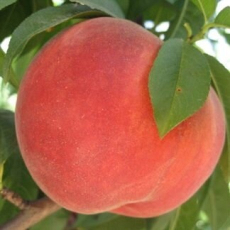 Персик поздний сорт Симфония, подвой маньчжурский персик Персик поздний сорт Симфония, подвой маньчжурский персик
