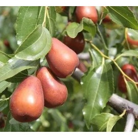 Саженцы зизифуса сорт Та-янцзау