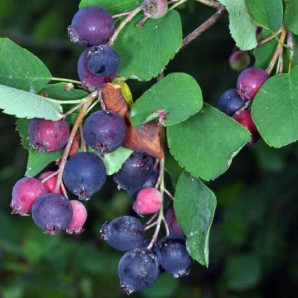 Ірга Тісен 2 річна, конт. 5 л Ірга Тісен 2 річна, конт. 5 л