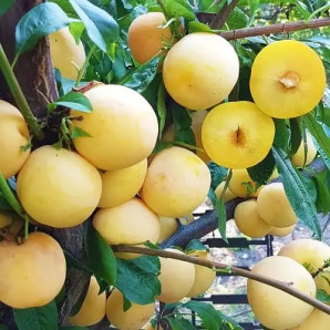 Алича (диплоїдна слива) сорт То Че Сан, підщепа алича